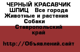 ЧЕРНЫЙ КРАСАВЧИК ШПИЦ - Все города Животные и растения » Собаки   . Ставропольский край